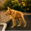 Cricket The Dog
