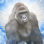 CTO Harambe