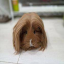 ディカプリオ
