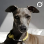Dog saved by Grok