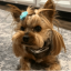 Dog Stolen From Tesla