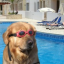 Doginthpool