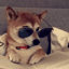 DogwithSHDZ