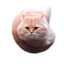 Flying Spinning Cat