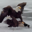 Free Bird