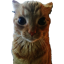 Gakster