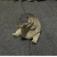 Gomu Gator