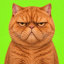 Grumpy Cat