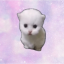 Hop cat