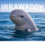Irrawaddy dolphin