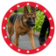 MAGA DOG