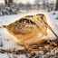 Meep Bird