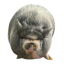 Nikepig
