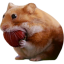 Nomnom