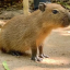 น้องวัน (Nong Wan)