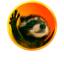 Pedro the Raccoon