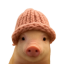 Pig wif hat