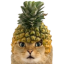 Pineapple Cat