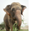 Raju the Elephant
