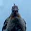 Retarded Chicken