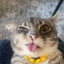 Rigby The Cat