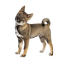 Shikoku Dog