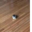 Smol Cat