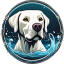 Splash Dog