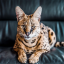 Stryker the Cat