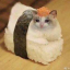Sushi Cat