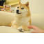 Own The Doge