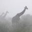 The Giraffes