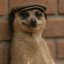 The Meerkat Meme