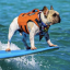 The Surfing Frenchie