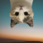 UpSide Down Cat