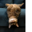 Upsidedowncat