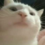 Vibing Cat
