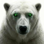 White Polar Bear