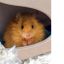 Woolly Mouse