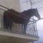 Year of the horse