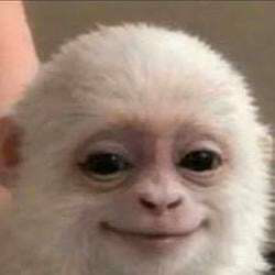 Albert the Monkey