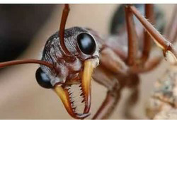 ANT COLONY