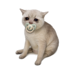 Baby Cash Cat
