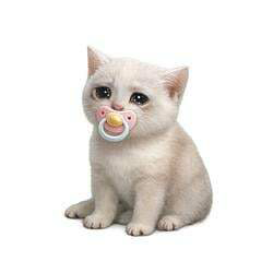 Baby Cash Cat