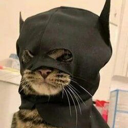 Batcat