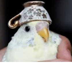 Birb