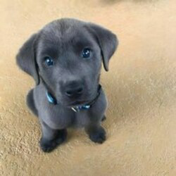 Blue eyed dog