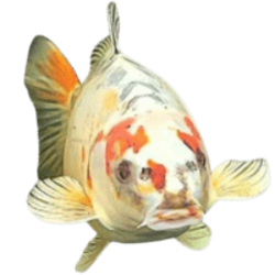 BOB