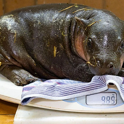 Brötchen