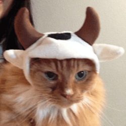 Bullish